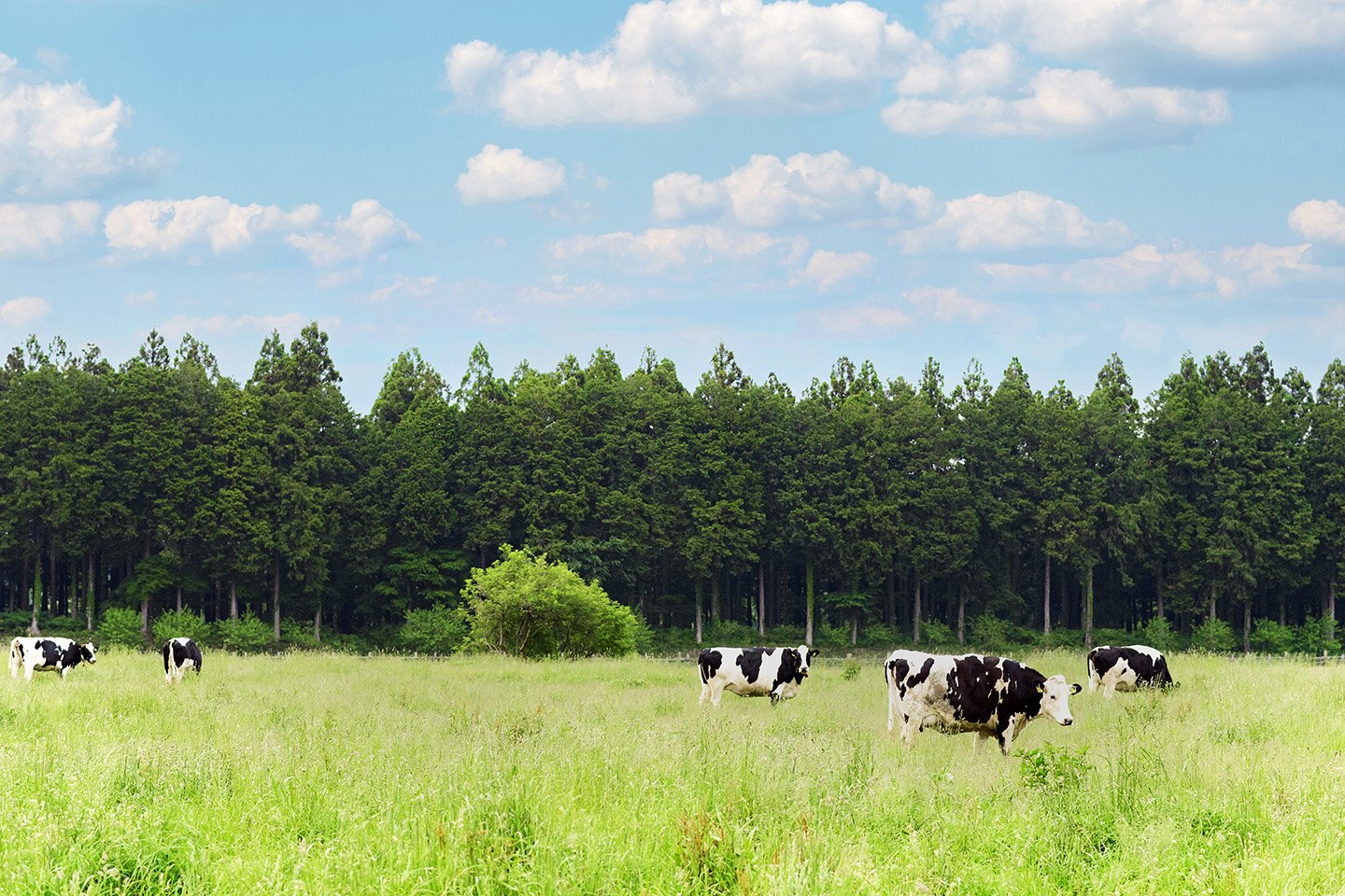 🏞️ 나스 센본마츠 목장(나스 센본마츠 보쿠조) 이미지 8